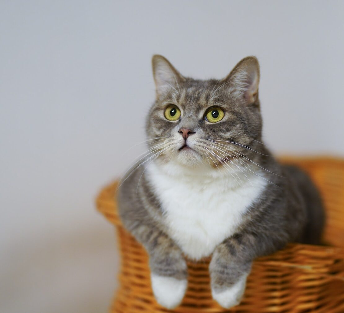 European Shorthair Cat on a Woven Basket