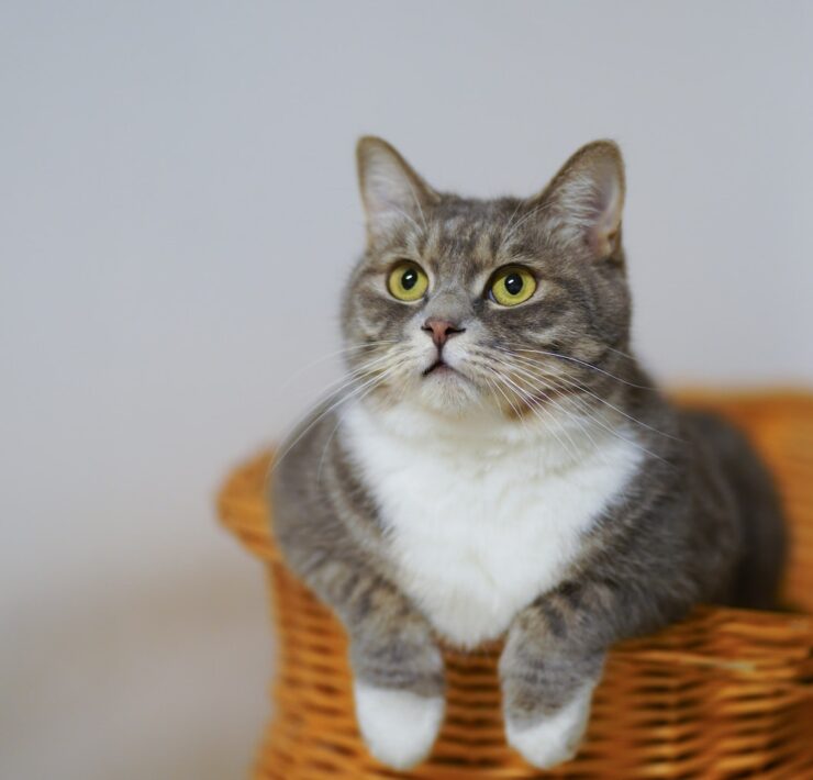 European Shorthair Cat on a Woven Basket