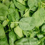 Close Up Photo of Green Leaves spinach