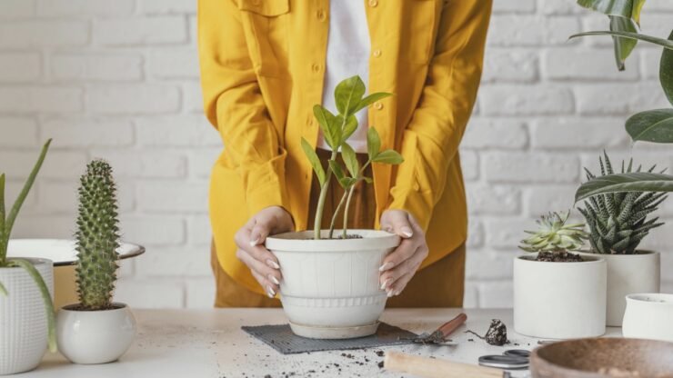 planta, casa, cuidado