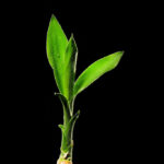Lucky Bamboo ou bambu da sorte