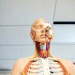 figura da anatomia humana