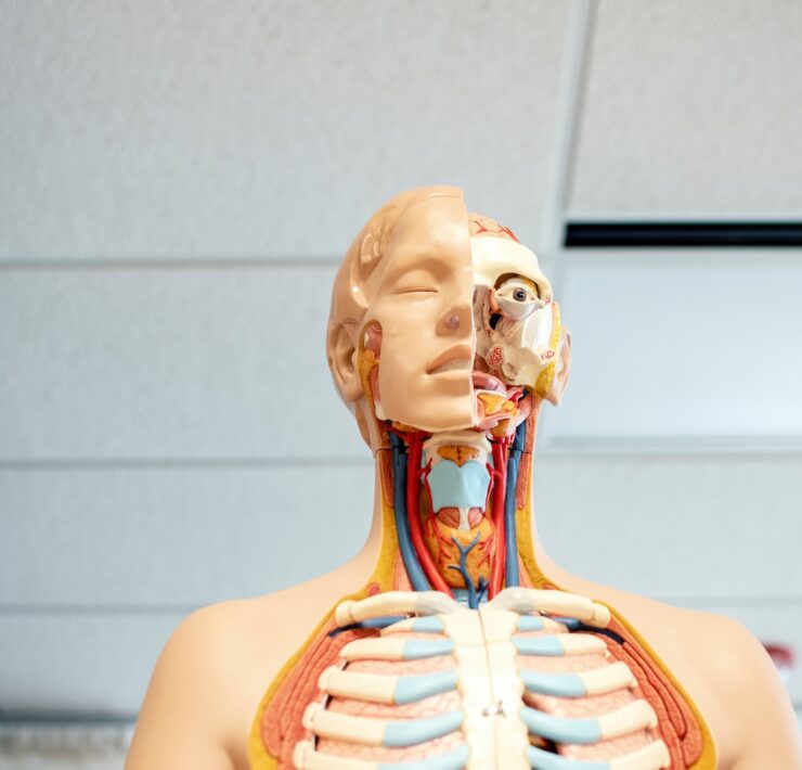 human anatomy figure below white wooden ceiling