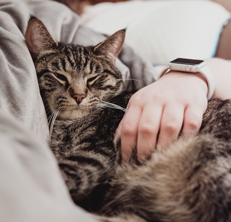 persona che tiene il gatto soriano grigio mentre giaceva sul letto