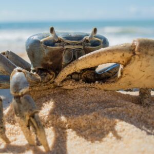 caranguejo na praia