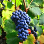 uva rossa frutta