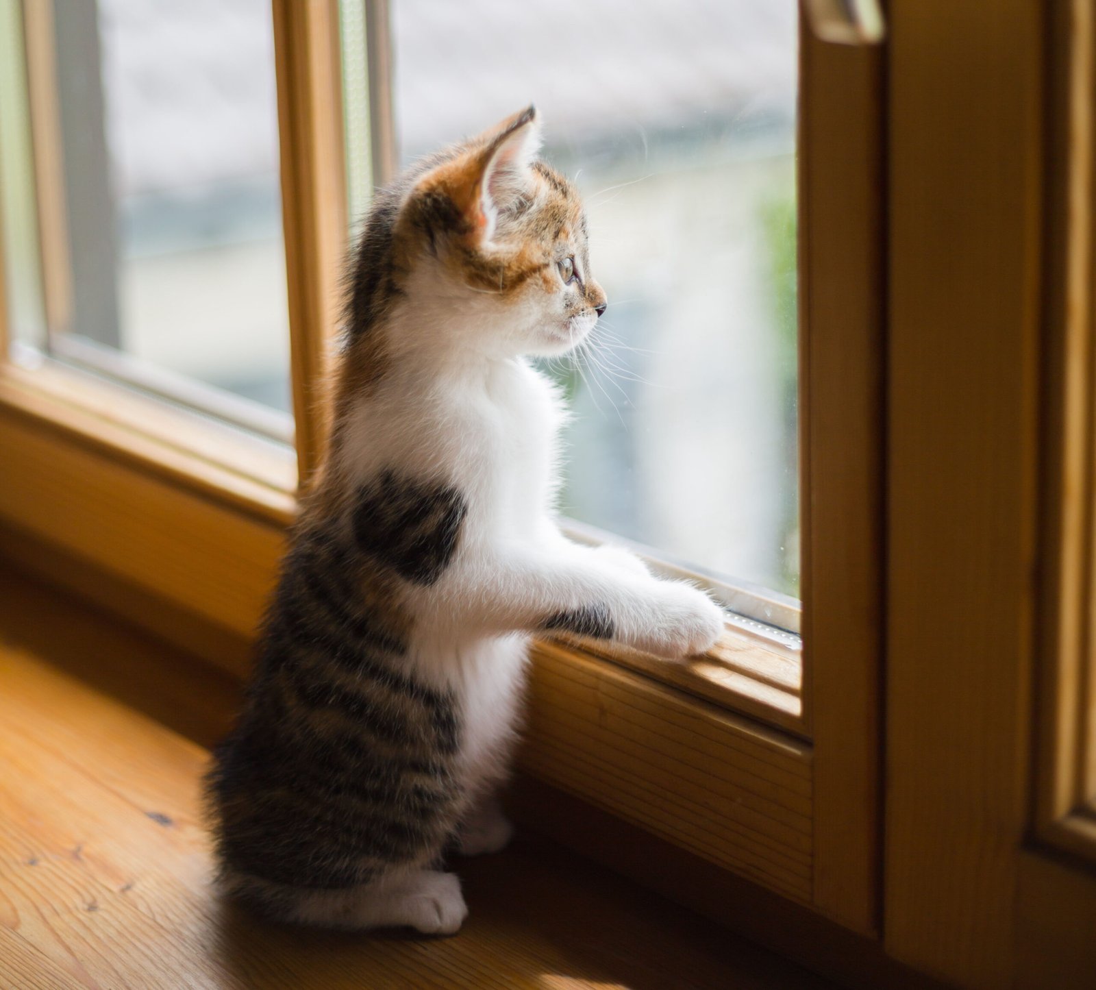 gato, gato en la ventana, gatito, gatito