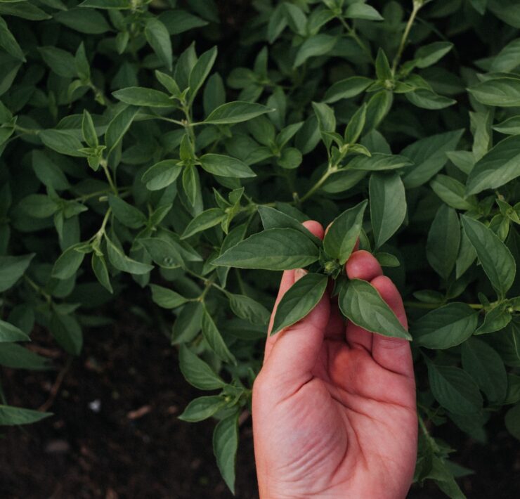 person holding green leaves during daytime basil