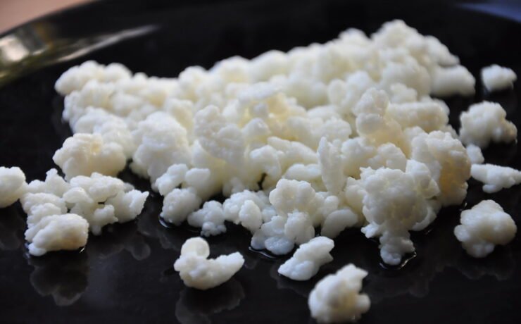 kefir grains