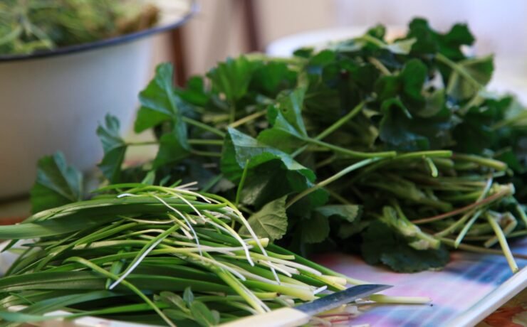 green leaves on white and purple plate vegetables leafy greens