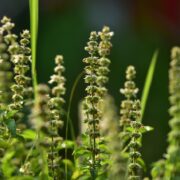 basil, seeds, herb, flower