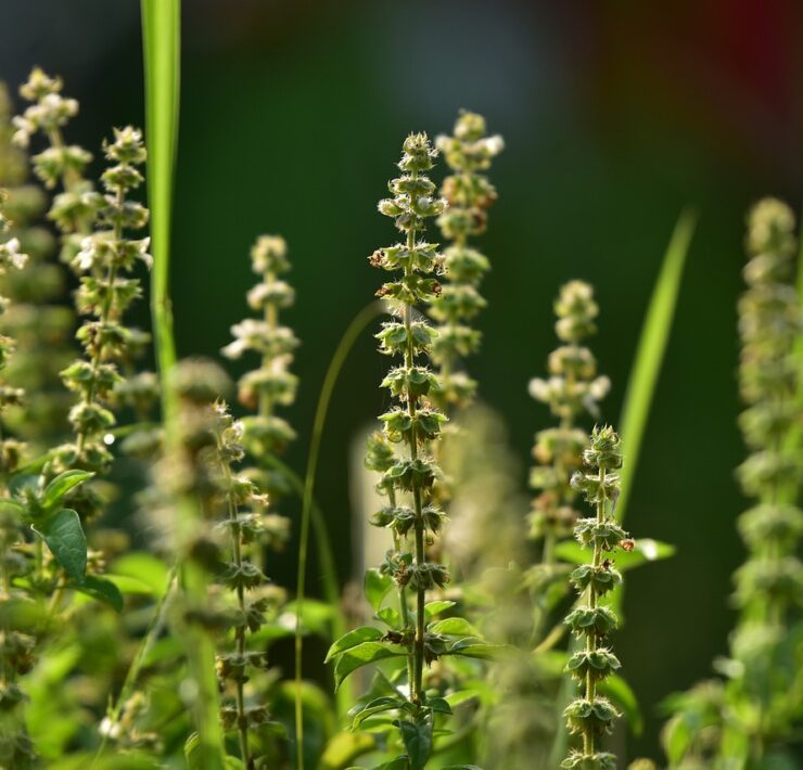 basil, seeds, herb, flower