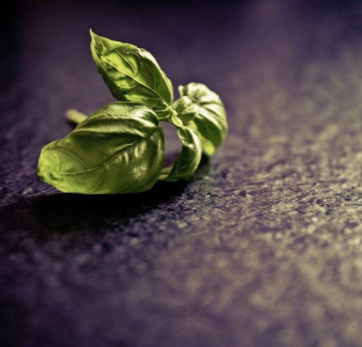 basil, seasoning, plant, leaf