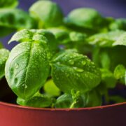 basil, herbs, food, plant