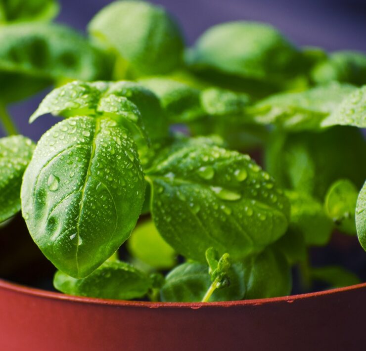 basil, herbs, food, plant