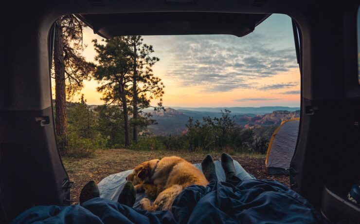 short-coated brown dog tent sedona arizona USA nature camping