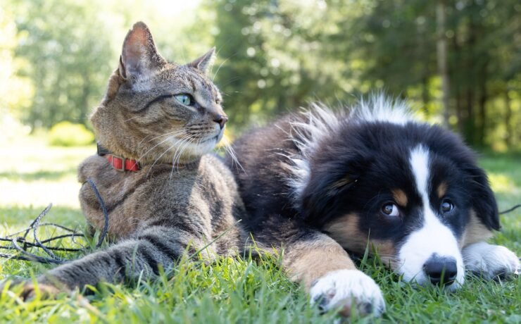 um cão e um gato deitados na grama