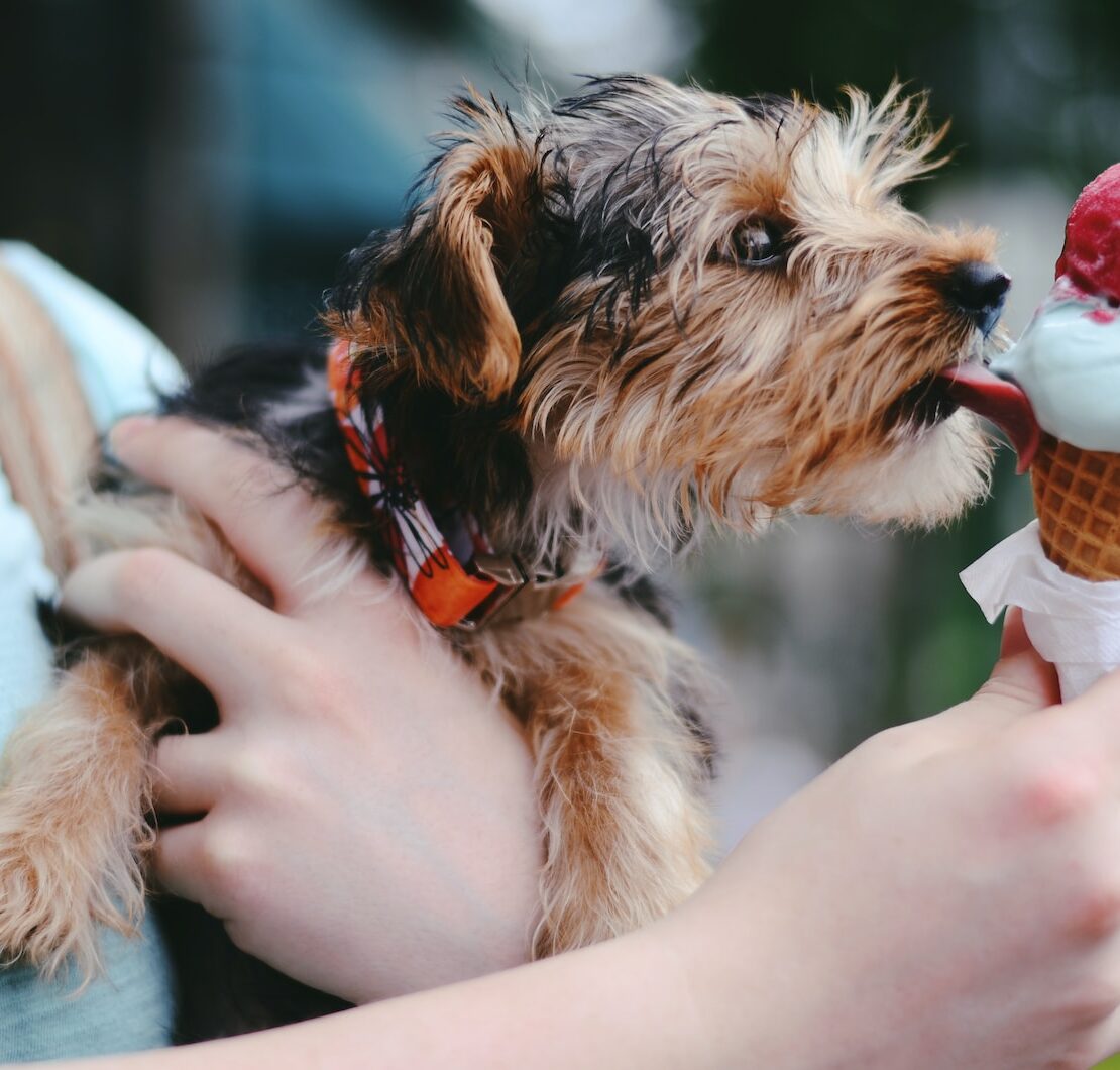 person holding brown and black airedale terrier puppy licking ice cream on cone