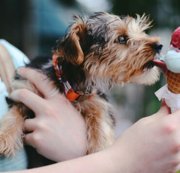 person holding brown and black airedale terrier puppy licking ice cream on cone