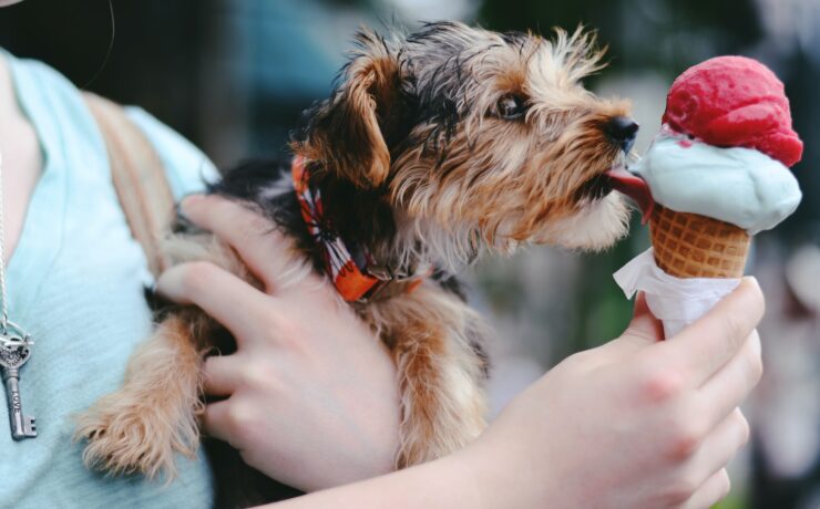 person holding brown and black airedale terrier puppy licking ice cream on cone