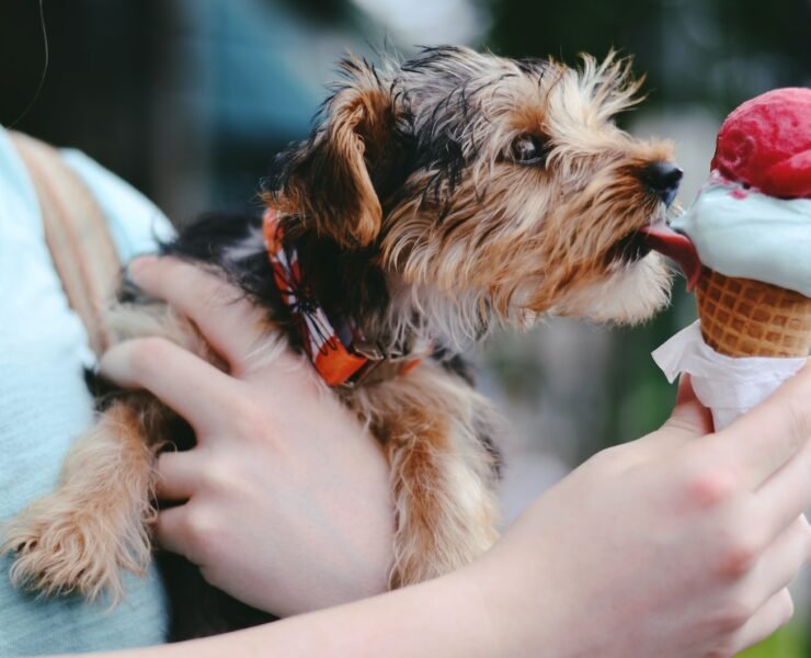 person holding brown and black airedale terrier puppy licking ice cream on cone
