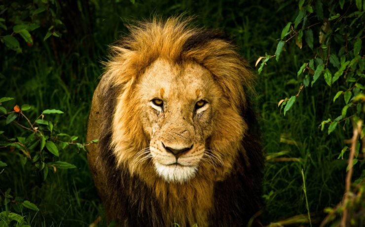 lion lying on green grass during daytime