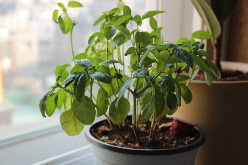 um vaso de plantas colocado no parapeito de uma janela planta de manjericão de cozinha