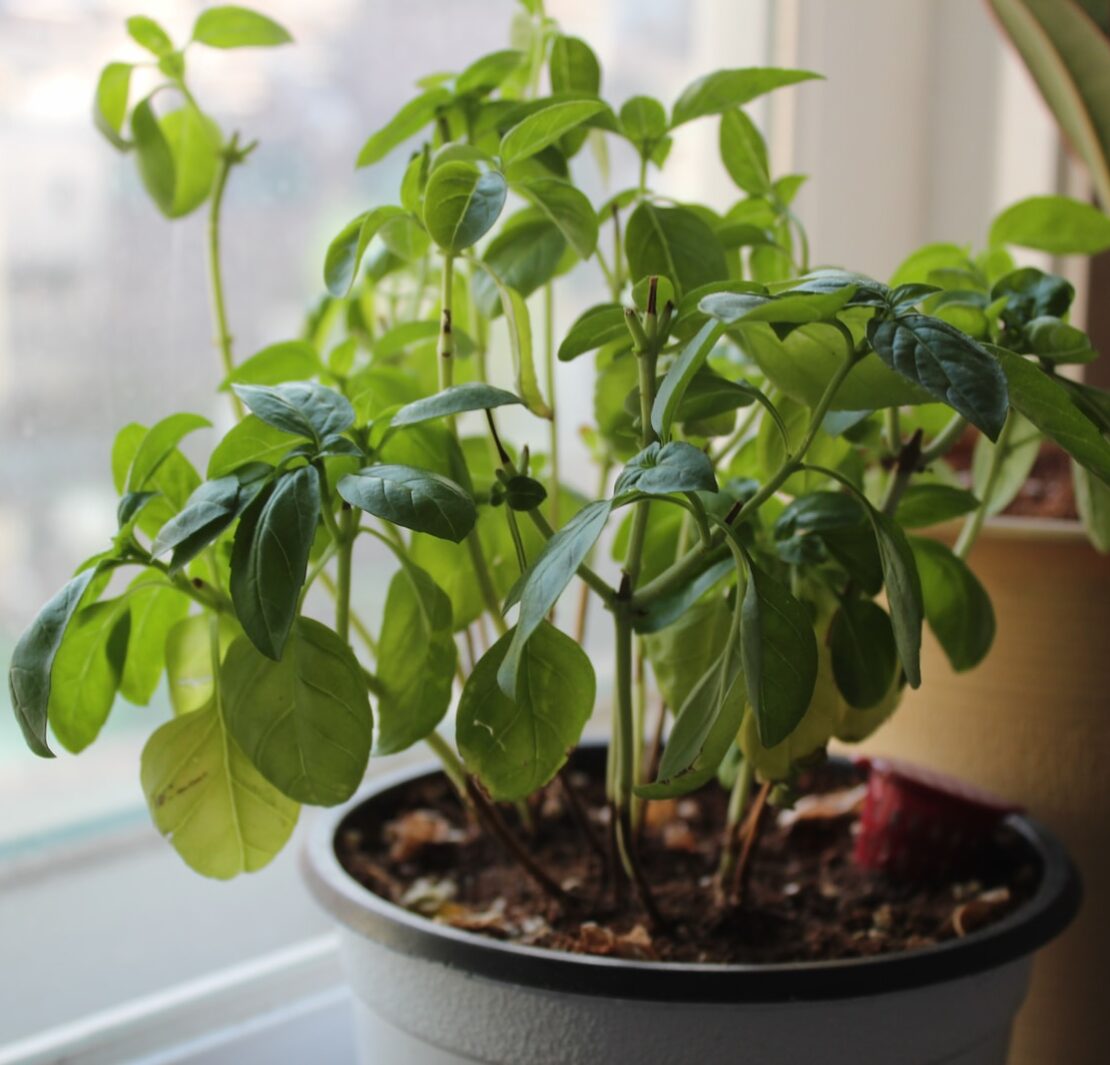 a potted plant sitting on a window sill kitchen basil plant