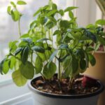 um vaso de plantas colocado no parapeito de uma janela planta de manjericão de cozinha