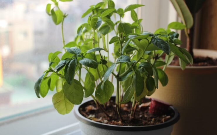 Una planta en maceta sentada en una cocina de plantas de albahaca en el alféizar de la ventana