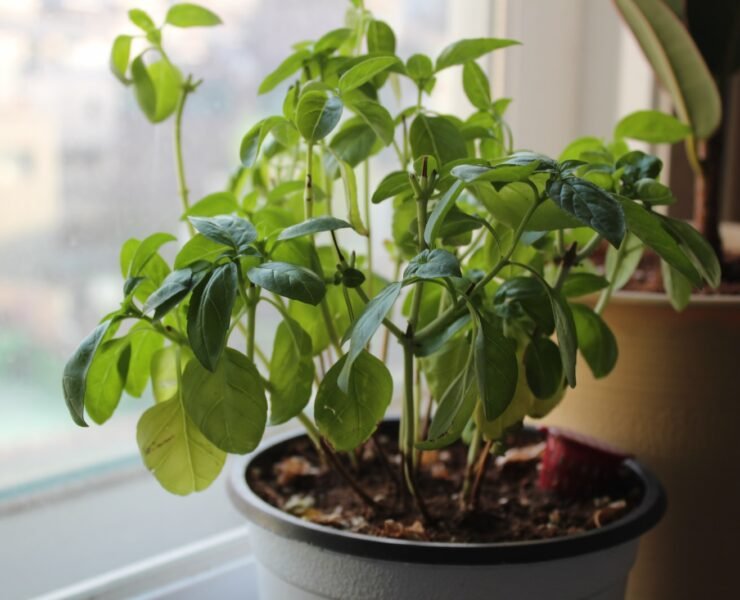 um vaso de plantas colocado no parapeito de uma janela planta de manjericão de cozinha