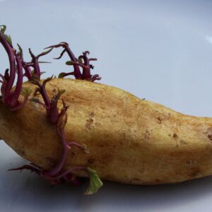 potato, seed potato, vegetable