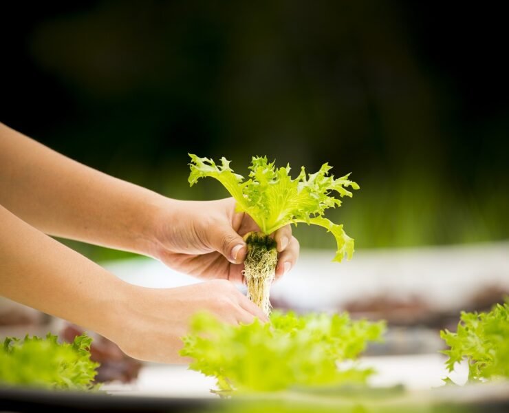 hydroponics, vegetable, greenhouse