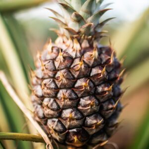 pineapple fruit in close up photography