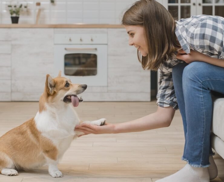 pet, dog, girl, hand, happy, home, house