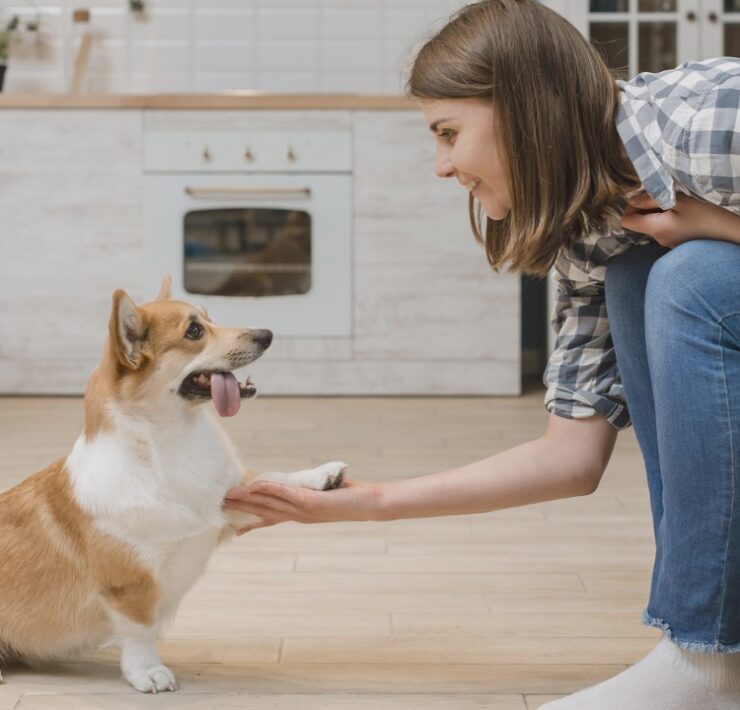 animal de estimação, cachorro, menina, mão, feliz, casa, casa