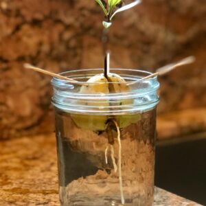 clear glass jar with white straw