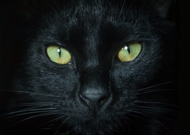 gato preto com olhos verdes