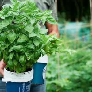 green plant in blue plastic bucket