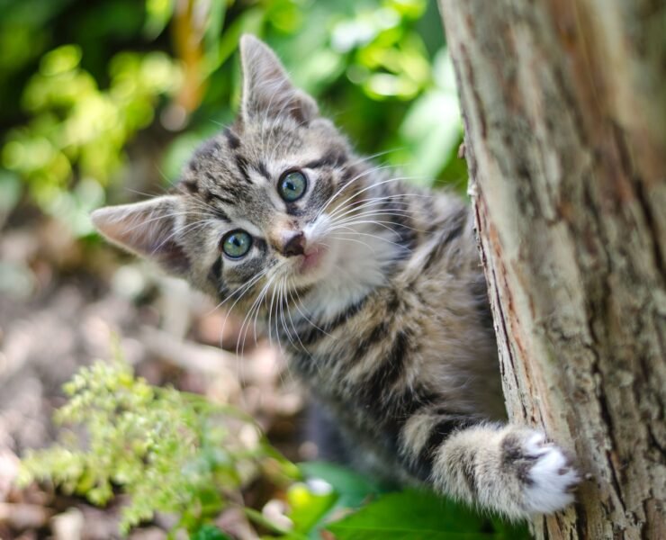 gray cat behind a tree trunk