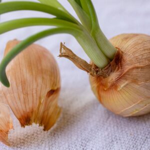 a couple of onions sitting on top of a table