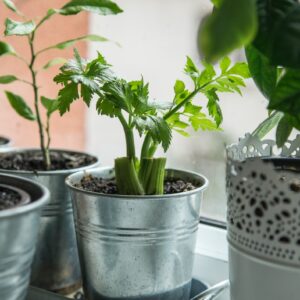 green plant on white ceramic pot