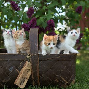 cesta cheia de filhotes de gato