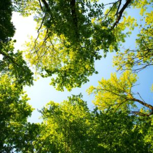 Árvores e céu do parque