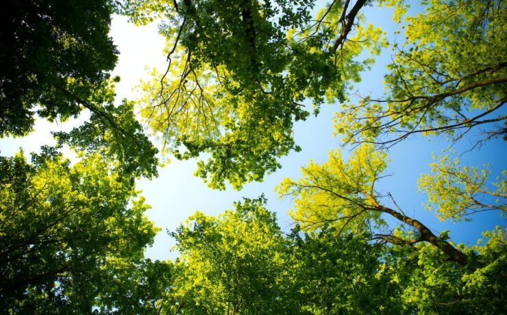 Park trees and sky