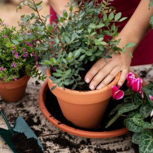 planta, jardinagem