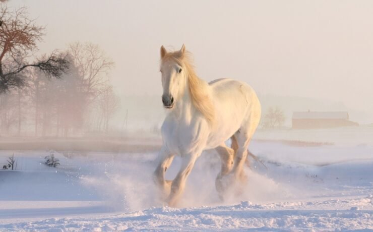 white horse, winter, snow