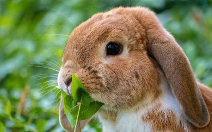 animal, rabbit, nature