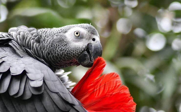 parrot, bird, plumage