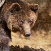 Uma vista detalhada de um urso pardo a espreitar por trás de uma árvore no seu habitat natural.